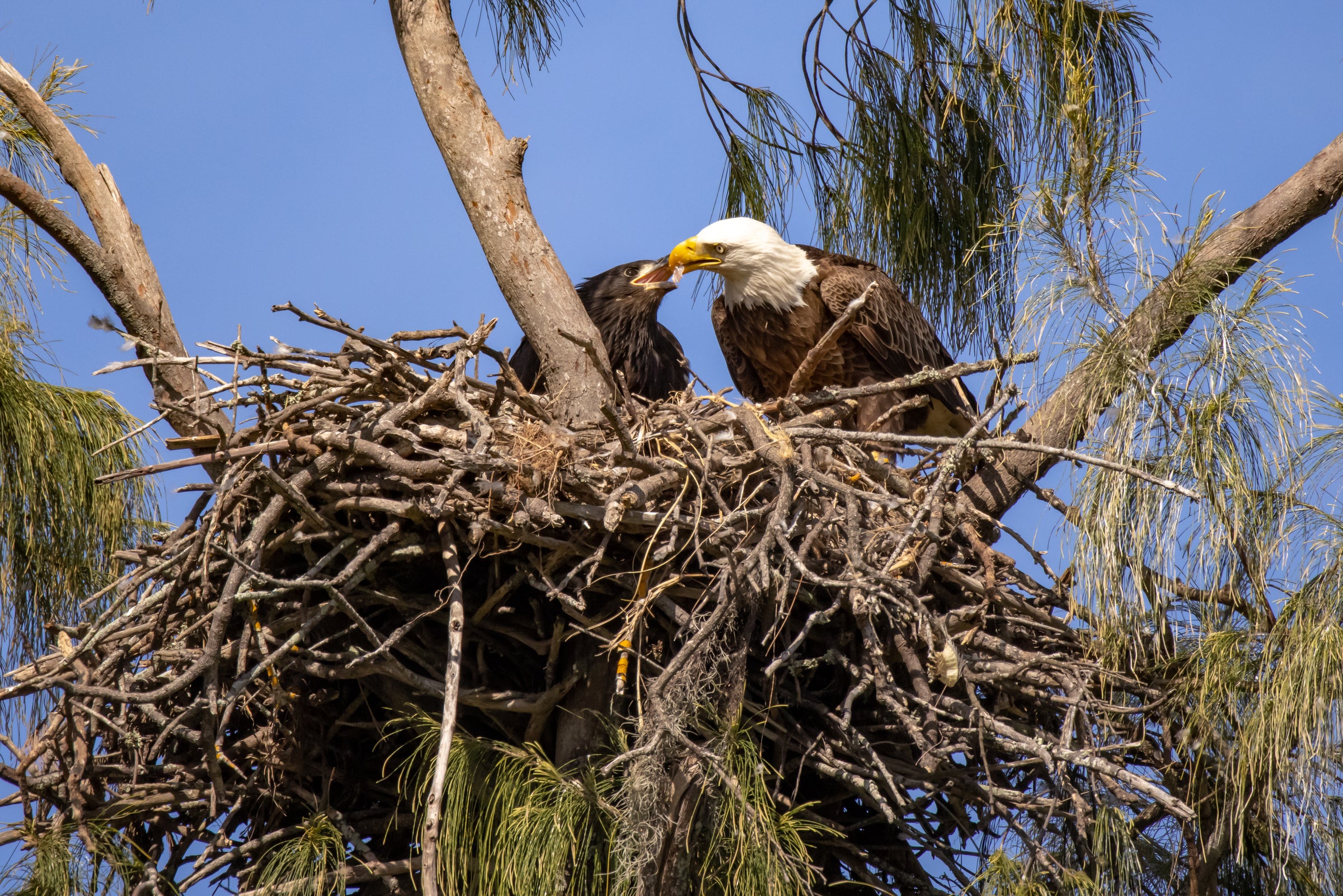 Bald Eagle feeds a large chick in a nest